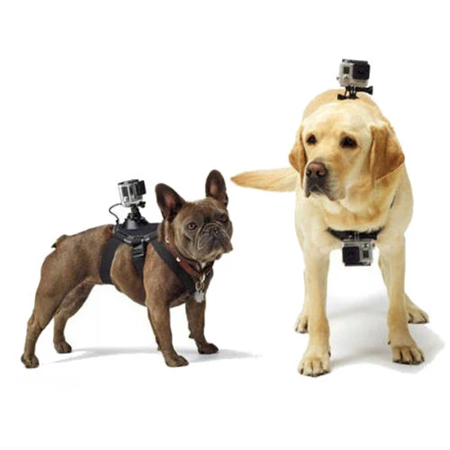 Gopro Fetch Harnais pour Chien